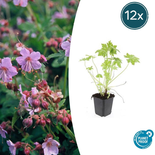 Balkan-Storchschnabel – Geranium macrorrhizum – Ø9cm – 10-25 cm – 12 Pflanzen – winterhart, pflegeleichter Bodendecker