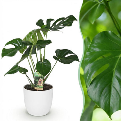 Green boutiQ - Zimmerpflanzen - Monstera Deliciosa - Fensterblatt - Pflegeleicht - Grün - 1 Pflanze - mit Potter Weiß - Topf 21cm - Höhe 70-80cm 