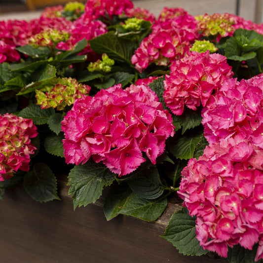 Green boutiQ - Gartenpflanze - Hydrangea macrophylla Rot - Hortensie - Winterhart - Rot - 1 Pflanze - Topf 12cm - Höhe 20-30cm 