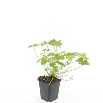 Geranium macrorrhizum 'Czakor' – 48 Pflanzen – ↕10-25 cm – Ø9 cm – Tiefrosa Blüten – Winterharter, pflegeleichter Bodendecker – Bienenfreundlich 