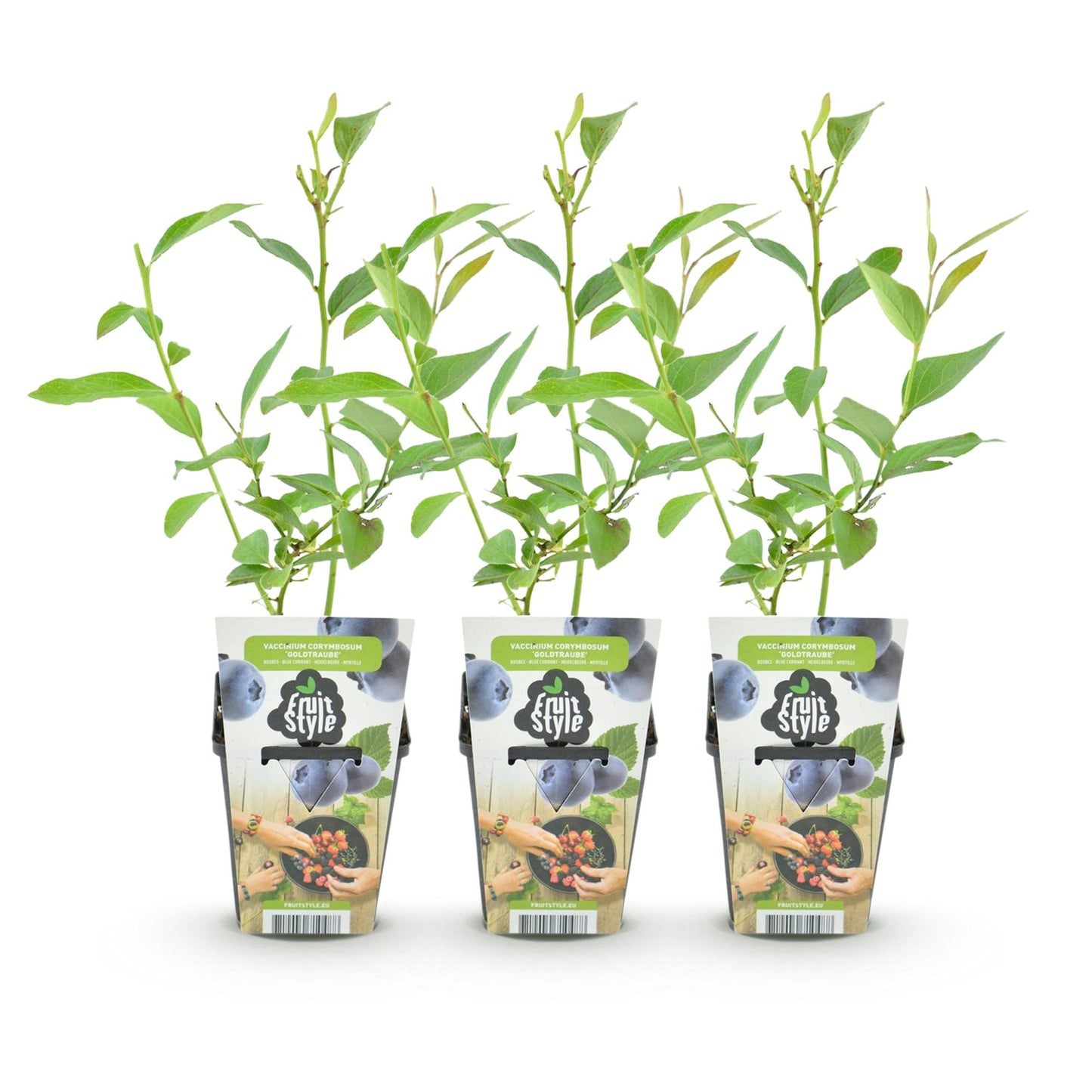 Blaubeere Vaccinium corymbosum Goldtraube winterhart 3 Pflanzen Ø9cm Höhe 30cm – Aromatische Heidelbeere für Garten Balkon & Terrasse 