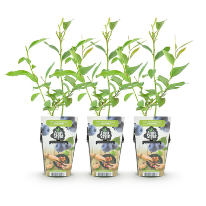 Blaubeere Vaccinium corymbosum Goldtraube winterhart 3 Pflanzen Ø9cm Höhe 30cm – Aromatische Heidelbeere für Garten Balkon & Terrasse 