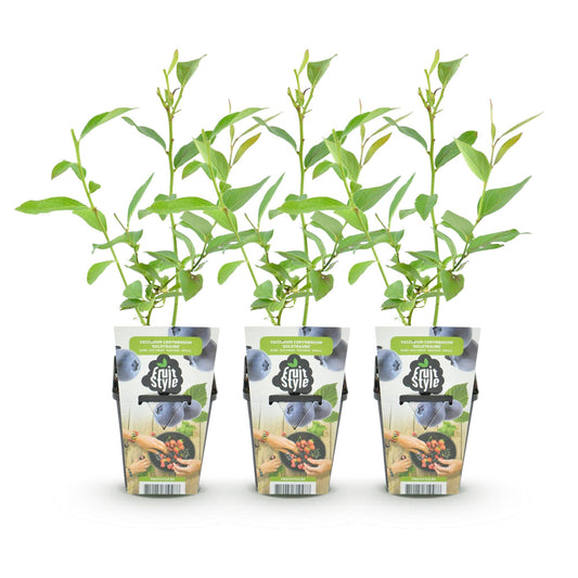 Blaubeere Vaccinium corymbosum Goldtraube winterhart 3 Pflanzen Ø9cm Höhe 30cm – Aromatische Heidelbeere für Garten Balkon & Terrasse 