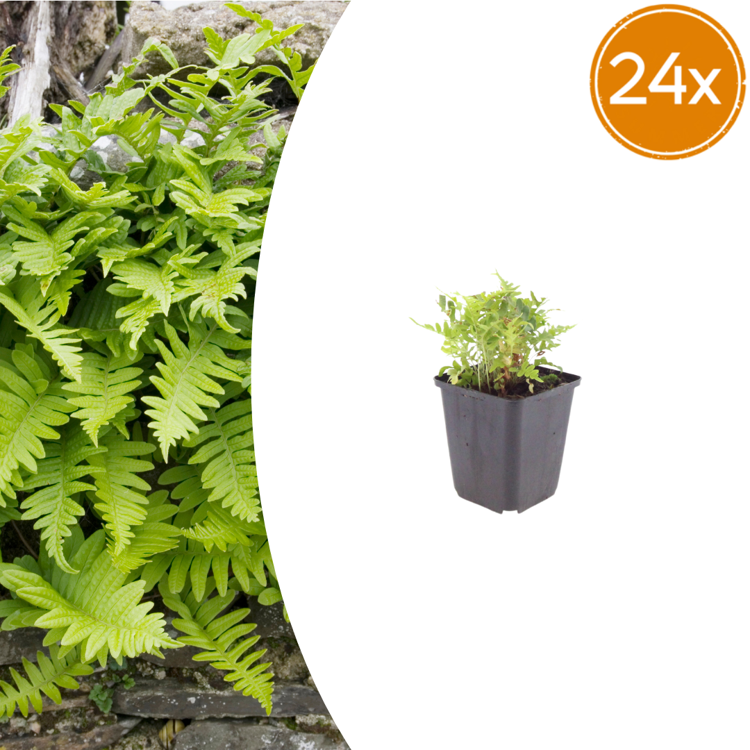 Polypodium vulgare Farn – 24 Pflanzen – Ø9cm – Höhe 10-25cm – Immergrüner Gartenfarn – Winterhart – Für Schattenbeet, Unterpflanzung & Naturgarten - Oasis of Life