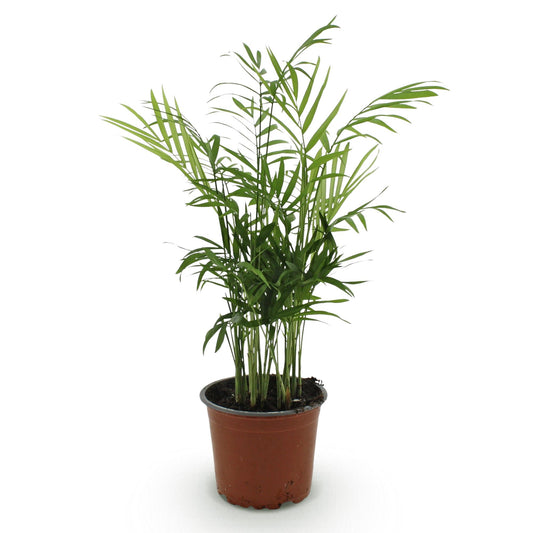 Chamaedorea elegans Goldpalme – Haustierfreundliche Zimmerpflanze 12cm – Höhe ca.15cm – Pflegeleichte Grünpflanze für Wohnzimmer Büro & Schlafzimmer - Oasis of Life