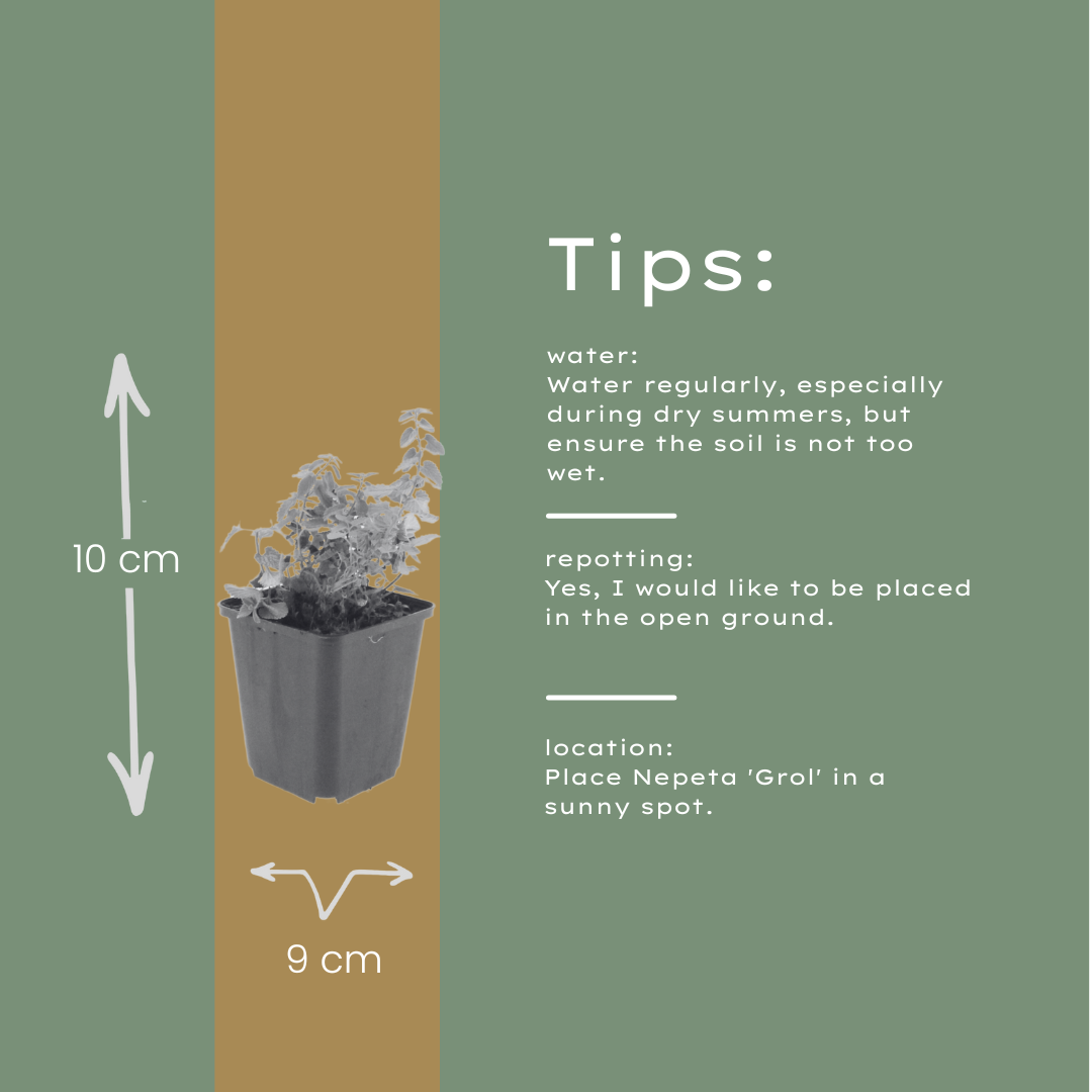 Nepeta Grol Katzenminze – 24 Pflanzen – Ø9cm – Höhe 10-25cm – Winterharte Staude – Blauviolette Blüten – Bienenfreundlich für Beet & Rabatte