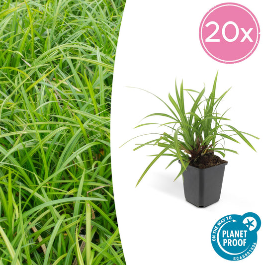Grünblättrige Segge – Carex morrowii 'Irish Green' – ↕10-25 cm – Ø9 cm – 20 Pflanzen – Immergrüner Bodendecker – Pflegeleicht – Beete & Schatten