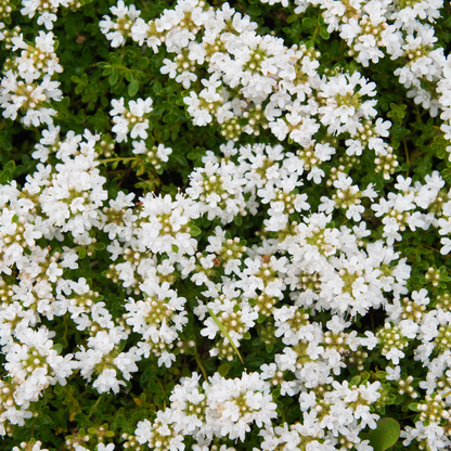 Thymian Thymus praecox Albiflorus Bodendecker – 6 Pflanzen – Ø9cm – Höhe 10-25cm – Weiß blühender Polsterthymian – Winterhart – Für Steingarten & Beet - Oasis of Life