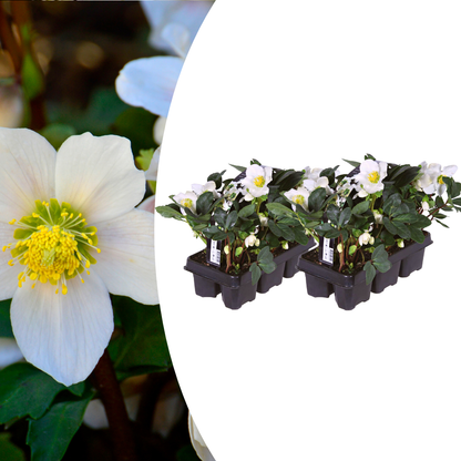 Helleborus niger ‘Christmas Carol’ Schneerose – 12 Pflanzen – Christrose Winterblüher – Immergrüne Stauden mit weißen Blüten – Winterharte Beet- & Kübelpflanzen für Garten & Balkon 