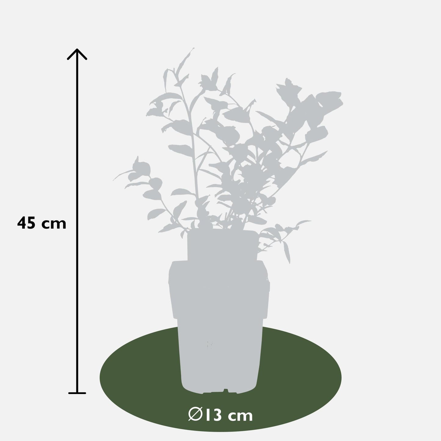 Blaubeere – 5 Pflanzen - Vaccinium corymbosum Reka – Ø13cm – ↨45cm – Bio Obstpflanzen – Große süße Früchte – Selbstfruchtbar & pflegeleicht 