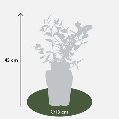 Blaubeere – 5 Pflanzen - Vaccinium corymbosum Reka – Ø13cm – ↨45cm – Bio Obstpflanzen – Große süße Früchte – Selbstfruchtbar & pflegeleicht 