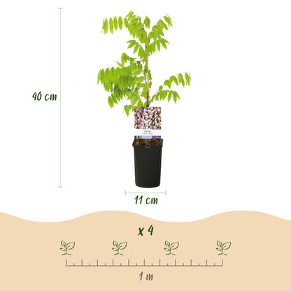 Kletterpflanze Wisteria floribunda Rosea – Rosa Blütentrauben – Frühling – 11 cm x H40 cm – Pflegeleicht – Für Garten, Pergola & Zaun 
