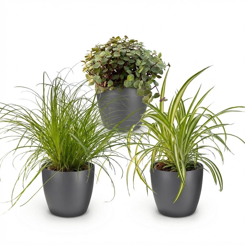Green boutiQ - Zimmerpflanze - Cyperus - Calissia - Chlorophytum - Mix aus 3 - Haustierfreundliche Pflanzen - Grün - 3 Pflanzen - mit Potter Grau - Topf 12cm - Höhe 20cm 