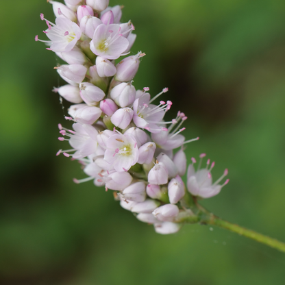 Persicaria bistorta Superba – 48 Pflanzen Ø9cm – Höhe 10-25cm – Rosa Blütenstaude für feuchte Beete & Teichrand – Bienenfreundlich winterhart – Flächenbepflanzung