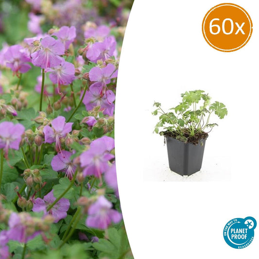 Storchschnabel – Geranium cantabrigiense 'Cambridge' – Ø9cm – 10-25 cm – 60 Pflanzen – pflegeleichter Bodendecker, rosa Blüten, bienenfreundlich
