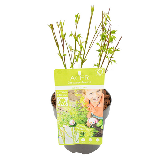 Japanischer Fächerahorn – Acer palmatum 'Going Green' – Ø15 cm – ↕50 cm – Eleganter Gartenbaum mit grünen Blättern & Herbstfärbung – Für Garten & Terrasse 