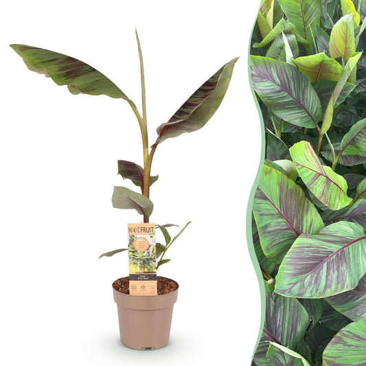 Japanische Faserbanane Musa Ever Red – Obstpflanze – Winterhart – Ø21 cm – Höhe ca. 90 cm – Rote Stängel & grüne Blätter – Tropisches Flair für Garten & Balkon 