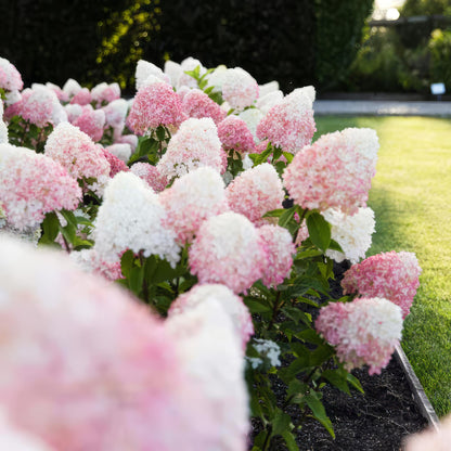 Green boutiQ - Gartenpflanze - Hydrangea panniculata Living Pink & Rose - Bauernhortensie - Winterhart - Rosa - 3 Pflanzen - Topf 12cm - Höhe 20-30cm 