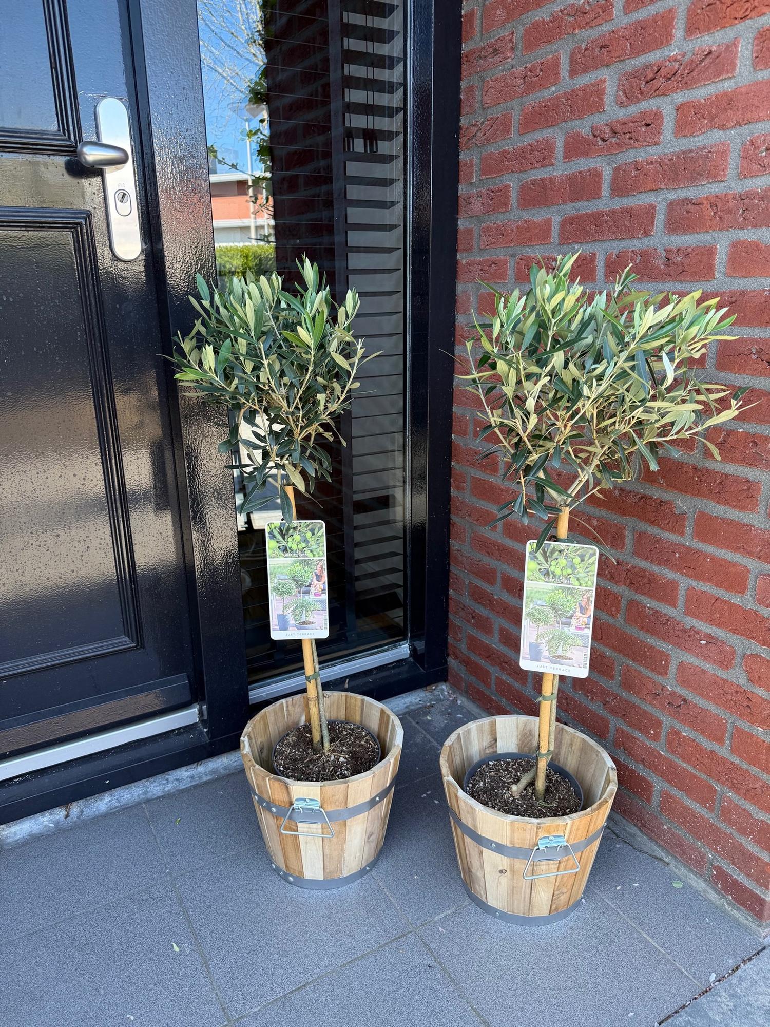 Olea Europaea Olivenbaum auf Stamm – Immergrüne Terrassenpflanze – Pflegeleicht – Ø19 cm – Höhe ca. 90 cm – Mediterranes Flair für Balkon & Garten 