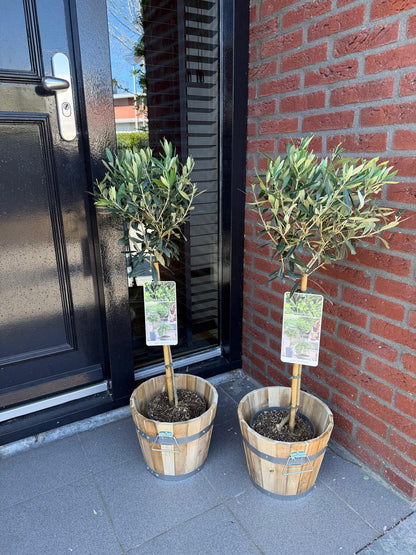 Olea Europaea Olivenbaum auf Stamm – Immergrüne Terrassenpflanze – Pflegeleicht – Ø19 cm – Höhe ca. 90 cm – Mediterranes Flair für Balkon & Garten 