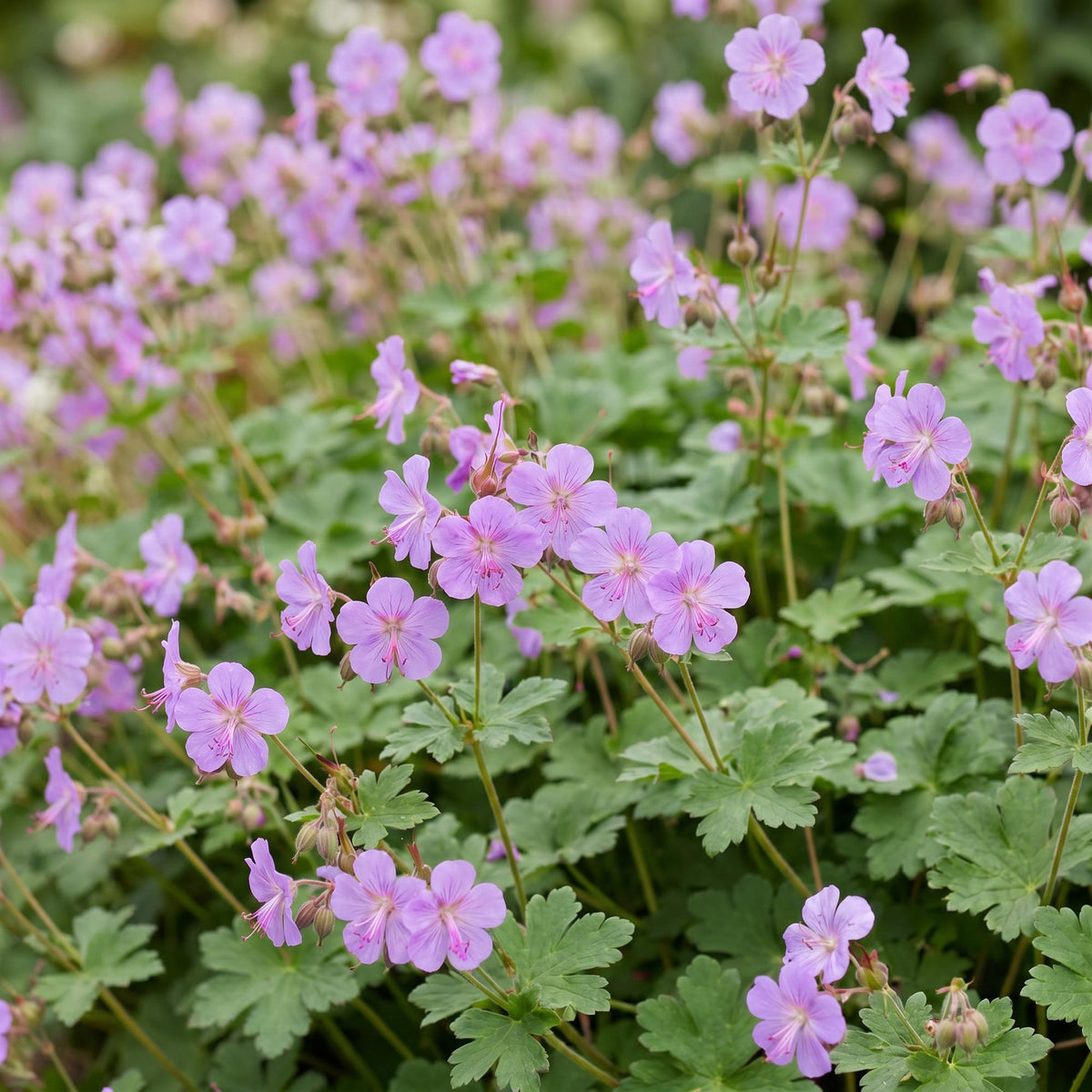 Storchschnabel 'Czakor' – Geranium macrorrhizum 'Czakor' – 6 Pflanzen – Topf Ø11cm – Bienenfreundliche Staude für Garten & Balkon