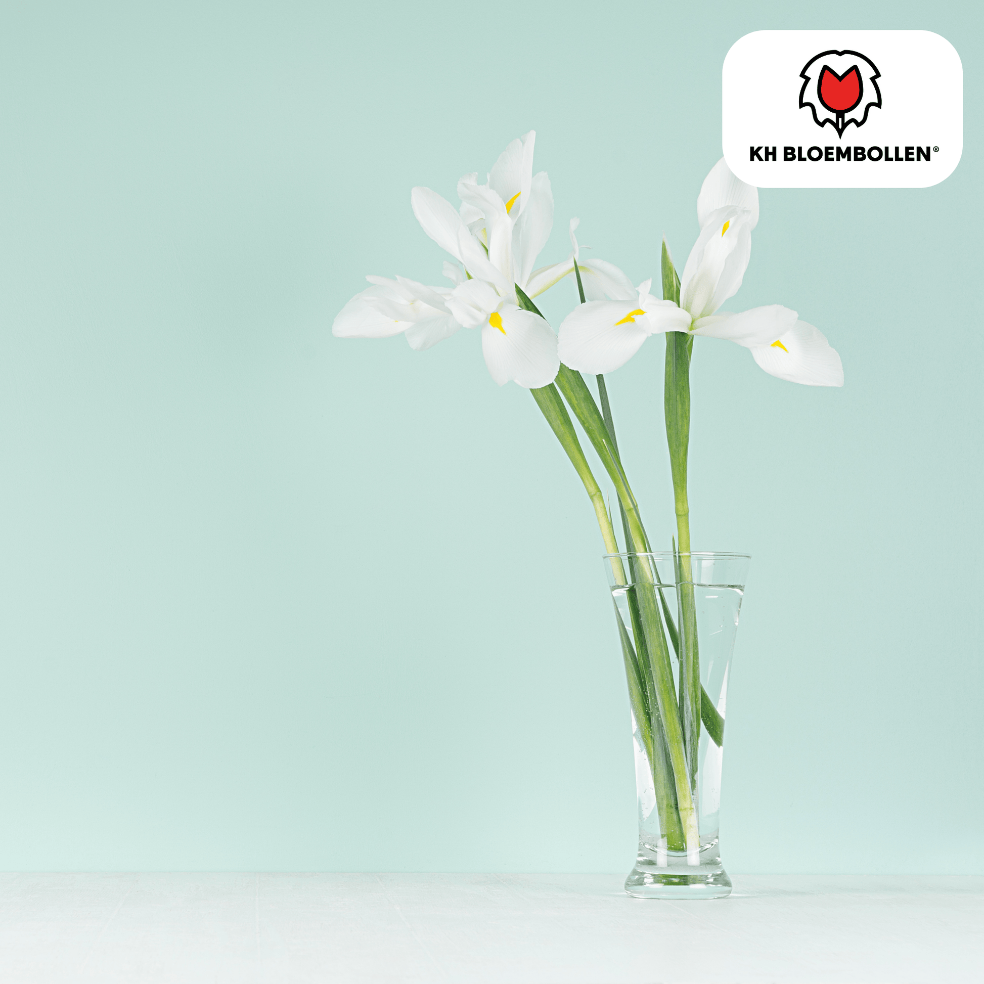 Iris Alaska – 25 Blumenzwiebeln – Weiß blühende Garten-Iris – Für Beete, Rabatten und Schnittblumen 
