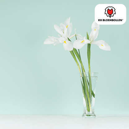 Iris Alaska – 25 Blumenzwiebeln – Weiß blühende Garten-Iris – Für Beete, Rabatten und Schnittblumen 