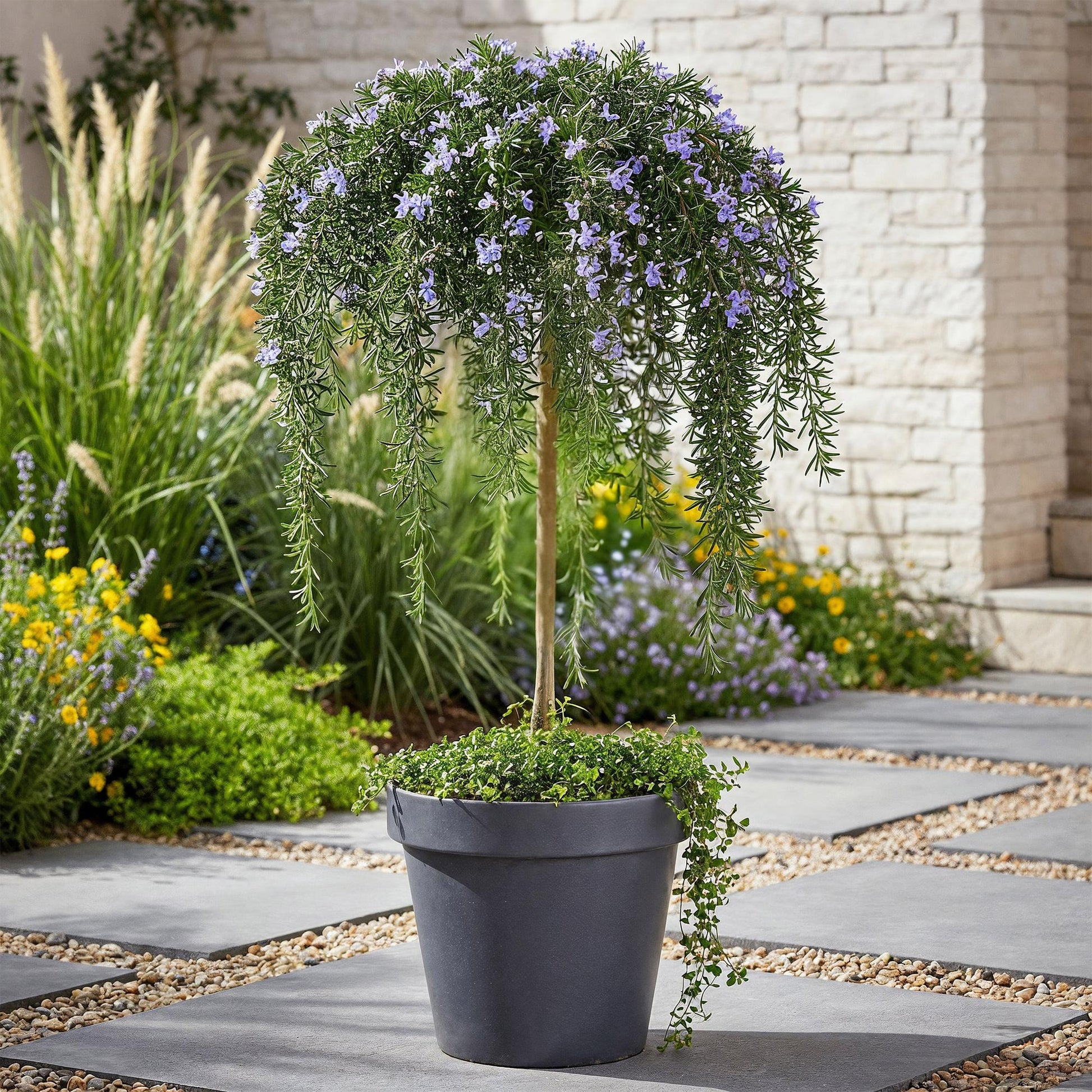 GreenboutiQ - Stamm-Pflanze - Rosmarinus officinalis Prostratus - Terrassenpflanze - Immergrün - Winterhart - Lila Blüte - Topf 19cm Höhe 90cm 