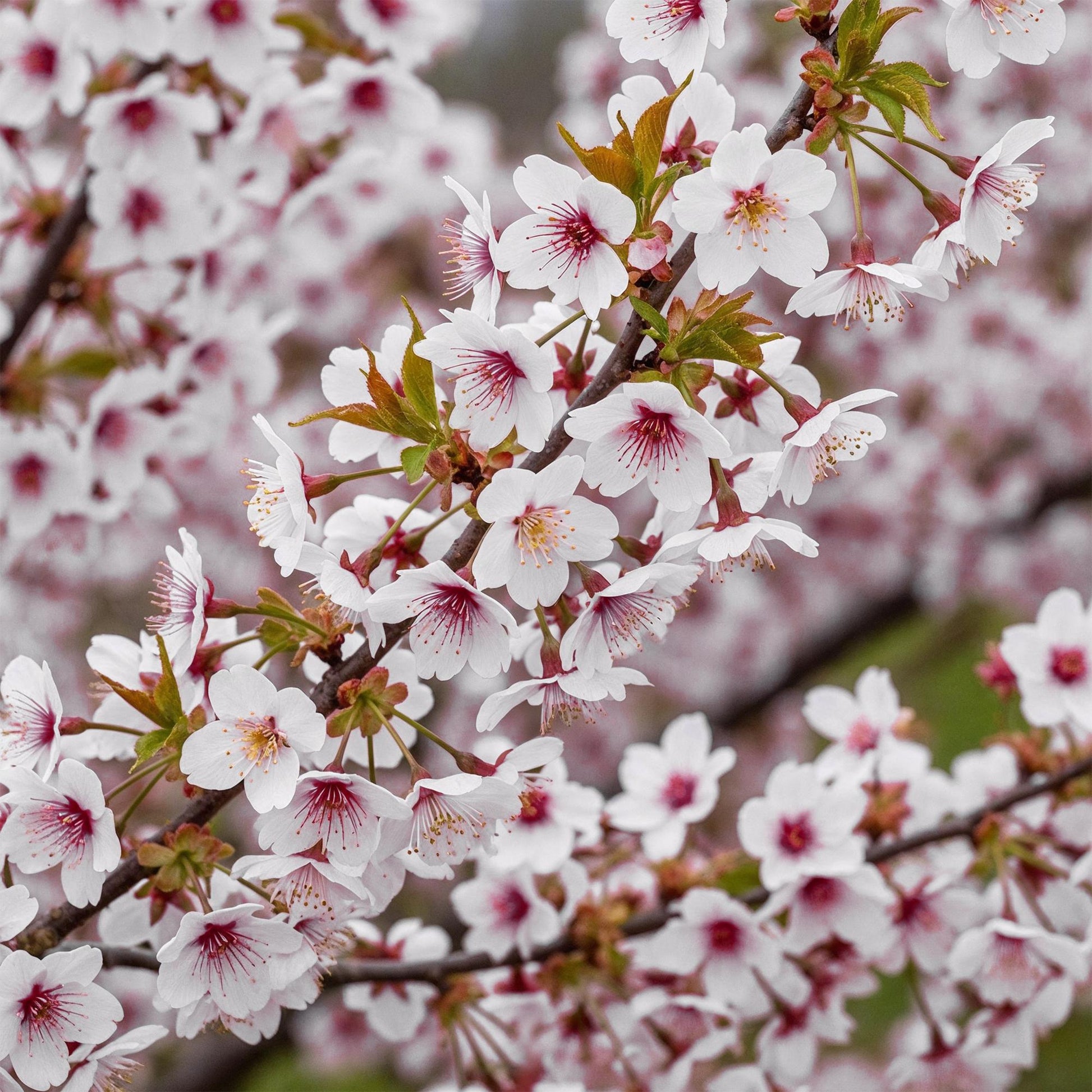 GreenboutiQ - Stamm Pflanze - Prunus incisa Koujou-no-mai - Terrassen Pflanze - Laubabwerfend - Winterhart - Weiße Blüte - Topf 19cm Höhe 90cm 