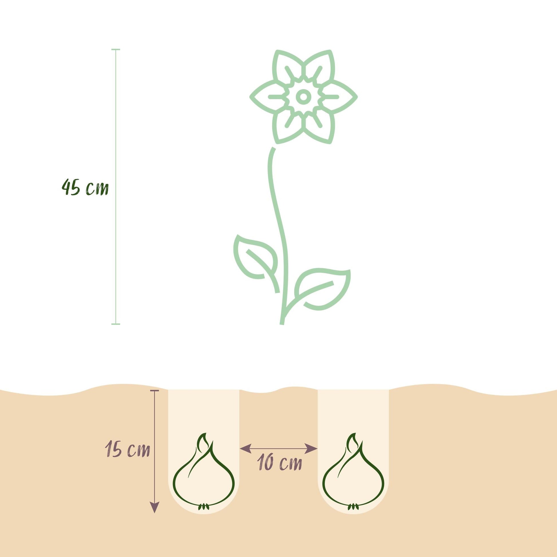 GreenboutiQ - Blumenzwiebeln - Narcis Carlton - Farbe Gelb - 15 Stück - Knollengröße 12/14 - XXL Pack 