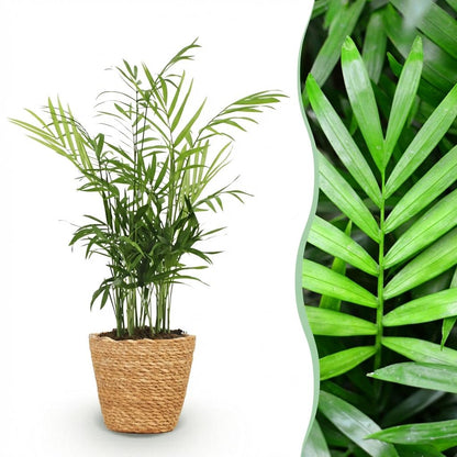 Green boutiQ - Zimmerpflanze - Chamaedorea elegans - Goldpalme - Haustierfreundliche Pflanze - Grün - 1 Pflanze - mit Korb - Topf 12cm - Höhe 15cm 