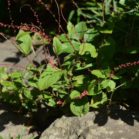 Persicaria amplexicaulis Speciosa – 48 Pflanzen – Ø9cm – Höhe 10-25cm – Winterharte Staude – Tiefrote Blütenähren – Bienenfreundlich für Beet & Präriegarten
