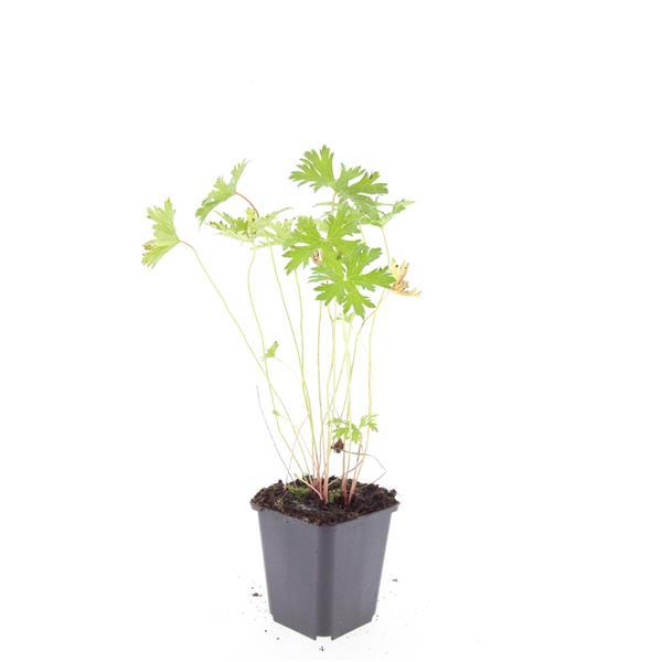 Geranium 'Johnson's Blue' – 48 Pflanzen – ↕10-25cm – Ø9cm – Blau blühende Staude & Bodendecker – Winterhart & pflegeleicht 