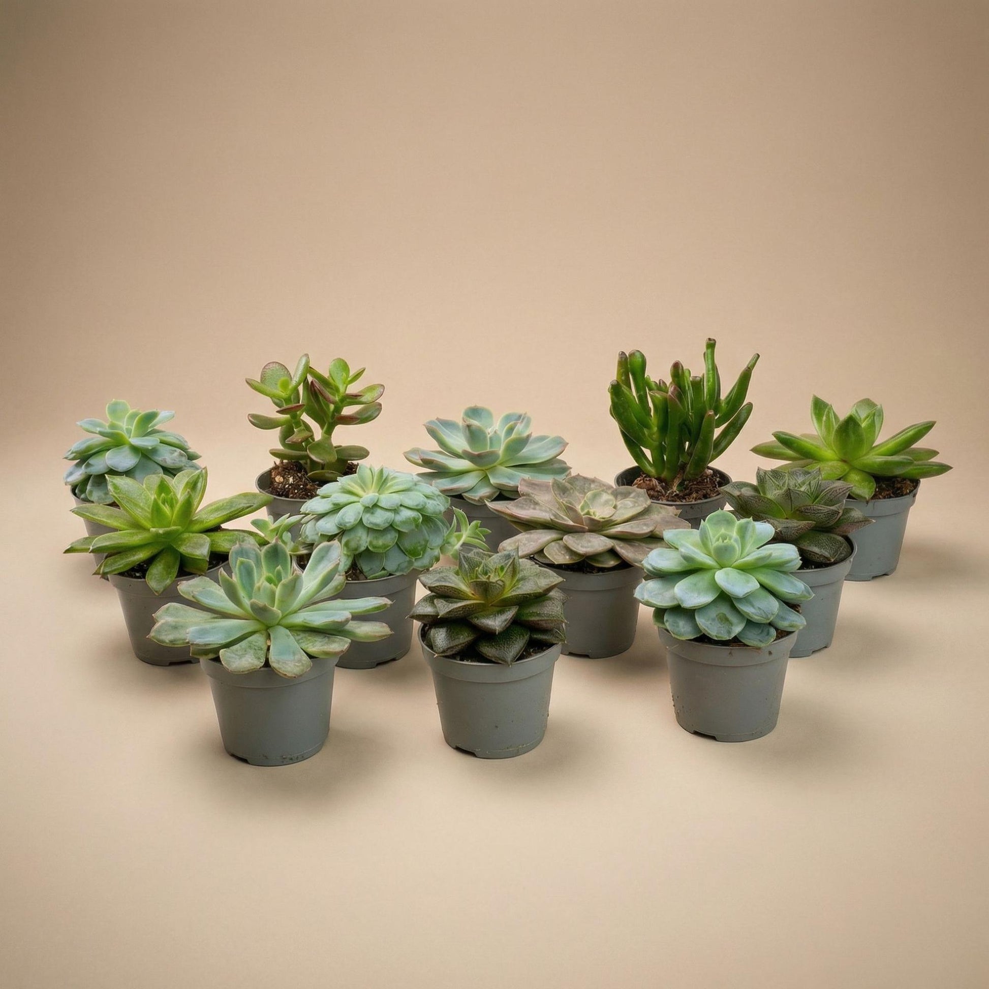 Set of 12 -  Succulent Mix Set - Assorted Succulents in 6 cm Pots (8–12 cm high) 