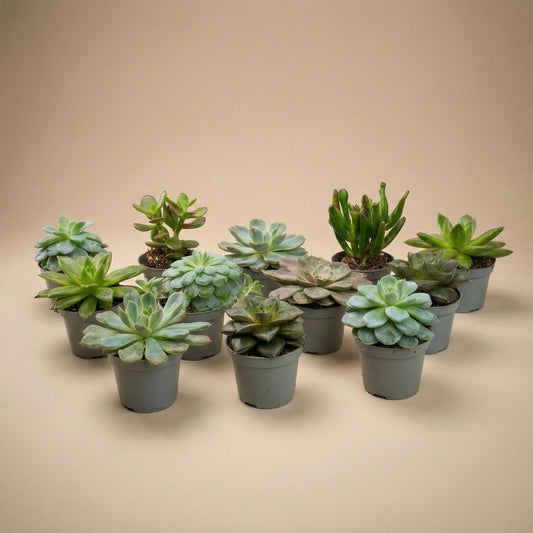 Set of 12 -  Succulent Mix Set - Assorted Succulents in 6 cm Pots (8–12 cm high) 