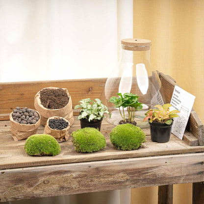 Flaschengarten Sam mit LED – DIY Bausatz Terrarium – ↕30cm – Do-It-Yourself Pflanzen-Set mit LED-Beleuchtung & Korkdeckel – Autarkes Ökosystem – Inkl. Coffea & Fittonia – Für Wohnung & Büro 
