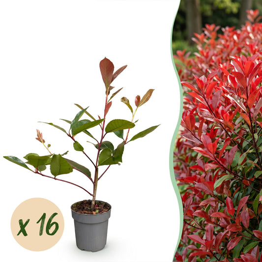 Glanzmispel 'Red Robin' – Photinia fraseri 'Red Robin' – 16 Heckenpflanzen – Topf Ø9cm – Höhe 25-35cm – Winterhart & immergrün