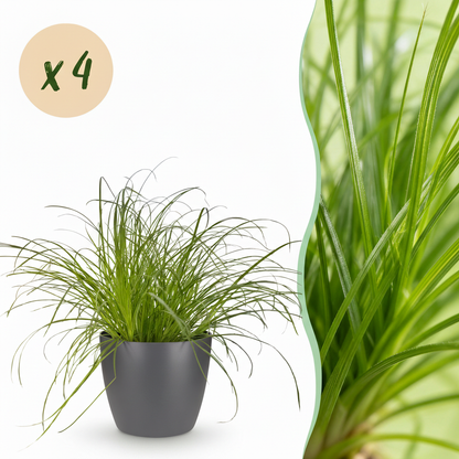 Green boutiQ - Zimmerpflanze - Cyperus alternifolius Zumula - Katzenpflanze - Haustierfreundliche Pflanze - Grün - 4 Pflanzen - mit Potter Grau - Topf 12cm - Höhe 20cm 