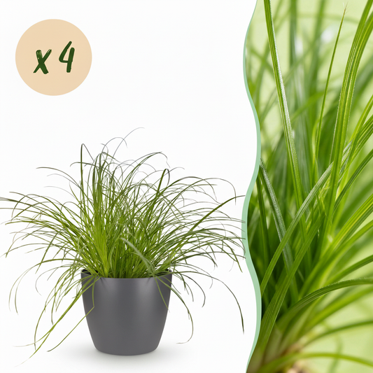 Green boutiQ - Zimmerpflanze - Cyperus alternifolius Zumula - Katzenpflanze - Haustierfreundliche Pflanze - Grün - 4 Pflanzen - mit Potter Grau - Topf 12cm - Höhe 20cm 