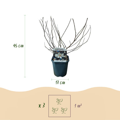 Stern-Magnolie Magnolia Stellata – Strauch – Blüte Weiß – Laubabwerfend – Frühjahrsblüher – Pflegeleicht – 17cm Höhe 45cm – Für Garten & Terrass 