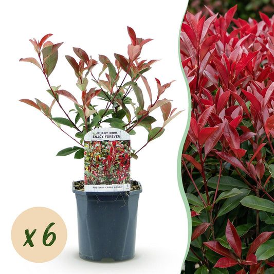 Green boutiQ - Haagplanten - Photinia fraseri Carre Rouge - groen rood  - 6 planten - 1 strekkende meter - groenblijvend - pot 17cm hoogte 55cm 