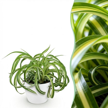 Green boutiQ - Zimmerpflanze - Chlorophytum comosum Bonnie - Lockige Graslilie - Haustierfreundliche Pflanze - Grün - 1 Pflanze - mit Potter Weiß - Topf 12cm - Höhe 20cm 