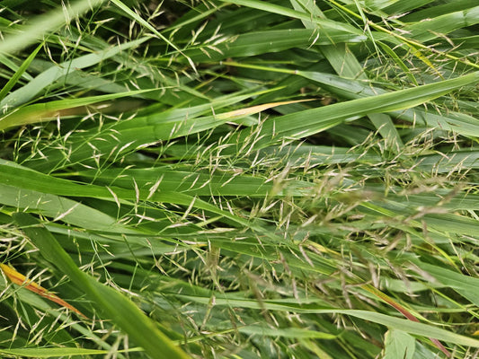 Japan-Zwergschilf Hakonechloa macra – ↕10-25cm – Ø9cm – 6 Pflanzen – Elegantes, winterhartes Ziergras für schattige Gärten – Bodendecker & Gartendekoration