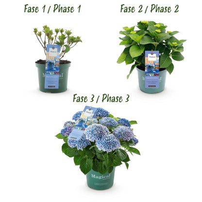 Hydrangea macrophylla Magical Revolution Blue – Blaue Gartenhortensie – 2 Pflanzen im Topf 23 cm – Höhe 55 cm – 6-10 Blüten – Balkonpflanze – Robust & pflegeleicht 