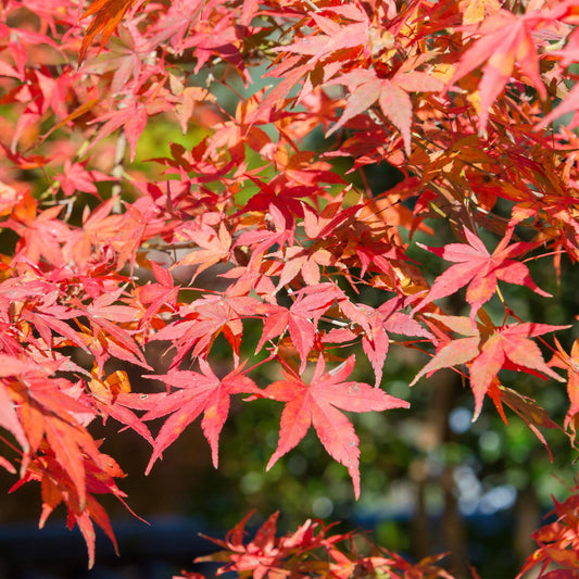 Japanischer Ahorn – Acer palmatum 'Shaina' – ca. 70 cm hoch – Topf Ø19 cm – kompakte Sorte mit tiefrotem Laub – Balkon- & Gartenpflanze 