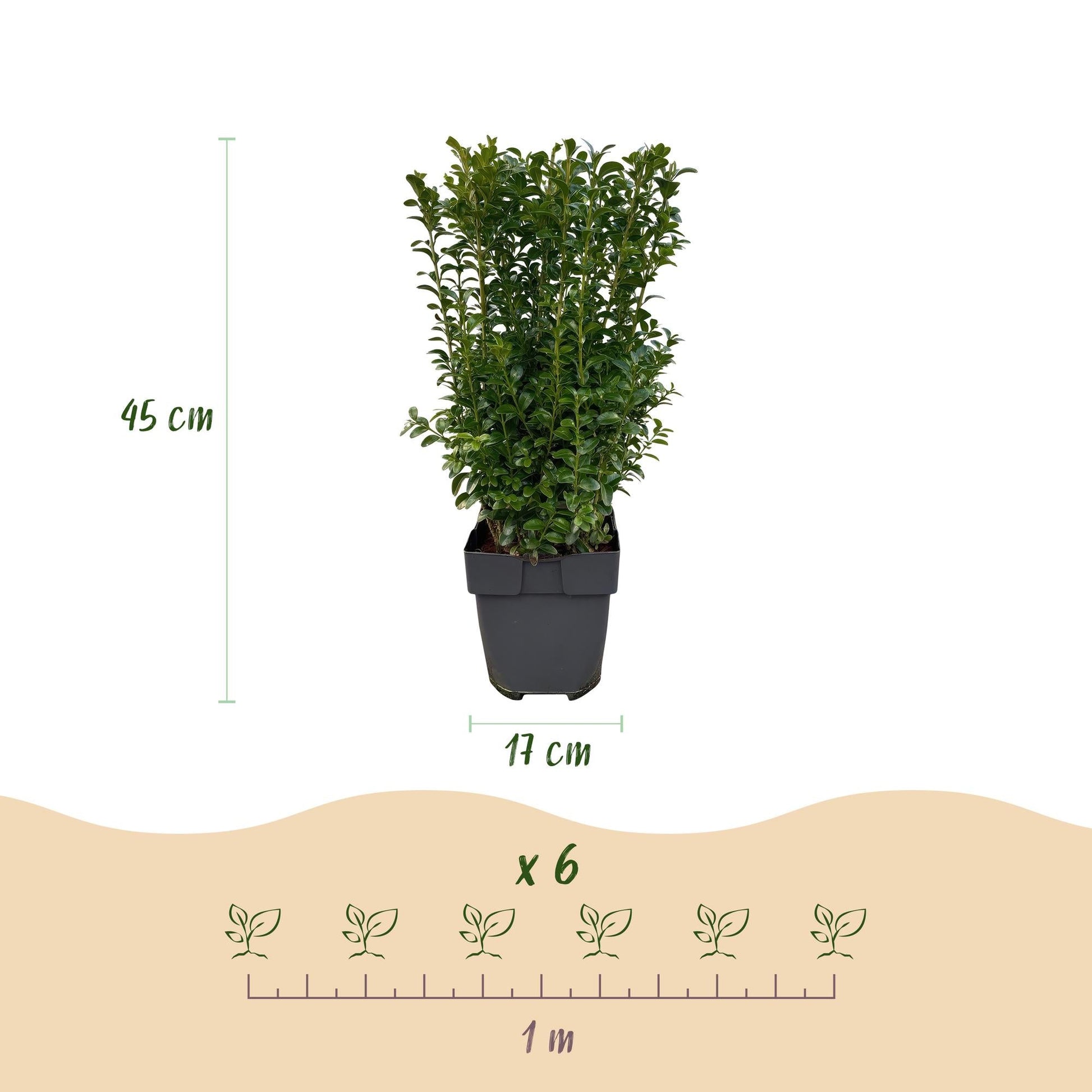 Gewöhnlicher Buchsbaum - Buxus sempervirens - Blatt grün - 6 Pflanzen - Heckenpflanze - 1 laufender Meter - immergrün - Topf 17cm Höhe 45cm 