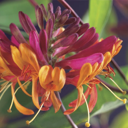 Geißblatt - Lonicera heckrottii Goldflame - Blüten Rosa mit Gelb - wenig Pflege - 2 Pflanzen - Topf 11cm Höhe 40cm