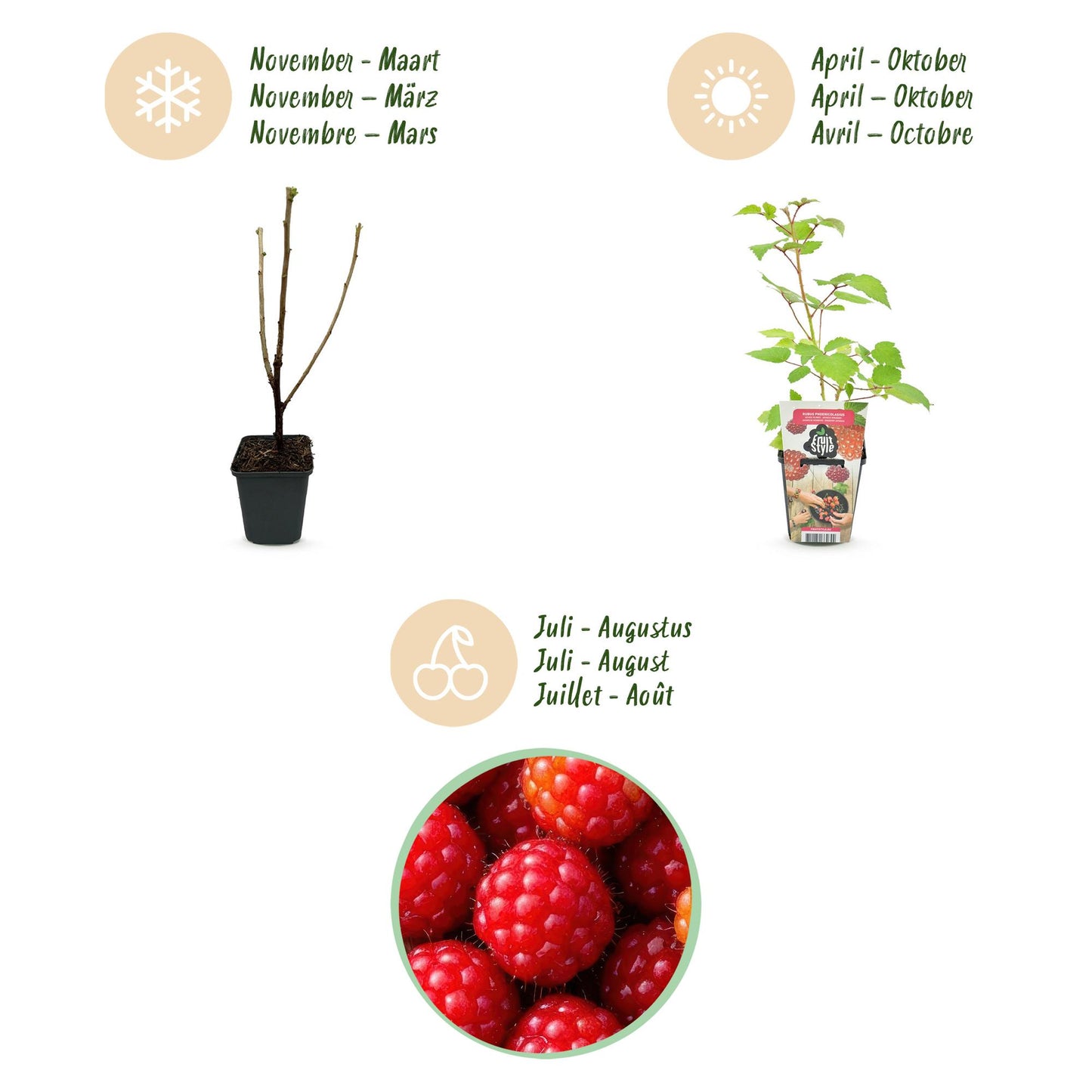 Japanische Weinbeere Rubus phoenicolasius winterhart 3 Pflanzen Ø9cm Höhe30cm – Rote Beeren – Exotische Obstpflanze für Garten & Balkon 