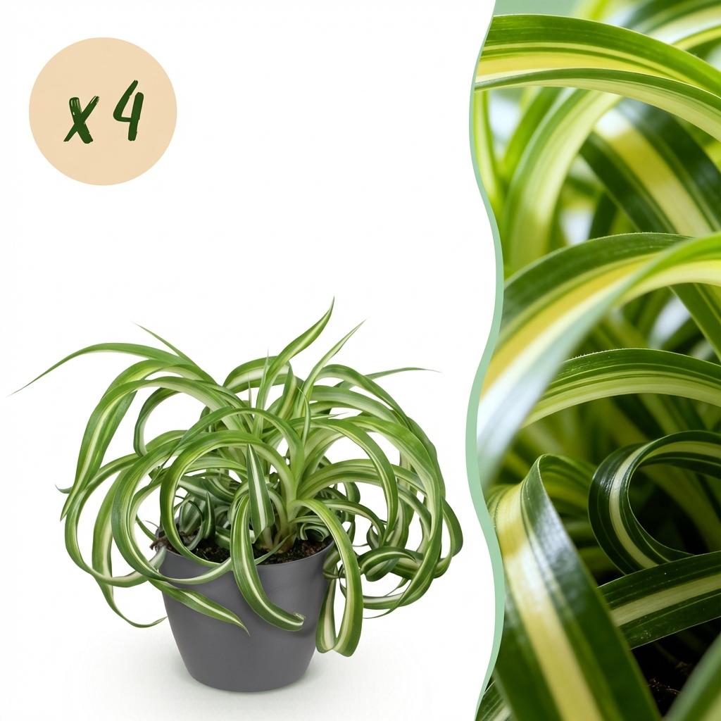Green boutiQ - Zimmerpflanze - Chlorophytum comosum Bonnie - Lockige Graslilie - Haustierfreundliche Pflanze - Grün - 4 Pflanzen - mit Potter Grau - Topf 12cm - Höhe 20cm 