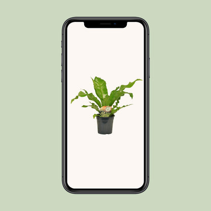 Nestfarn - Asplenium Nidus - Zimmerpflanze - Ø17cm - ↕60cm